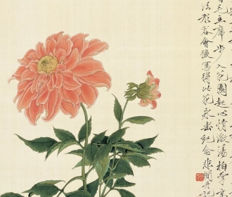 大丽花
